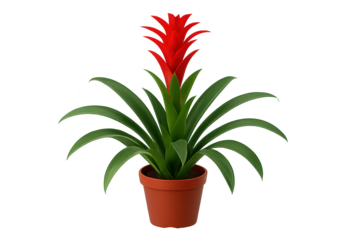 Bright red tropical bromeliad in small terracotta pot with green arching leaves and central flower spike
