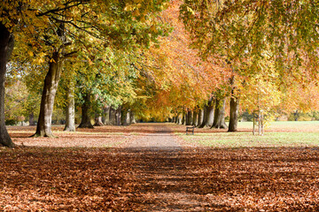 Tree lined avenue during autumn with the colours changing in the leaves of the trees