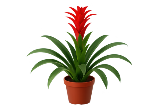 Bright red tropical bromeliad in small terracotta pot with green arching leaves and central flower spike