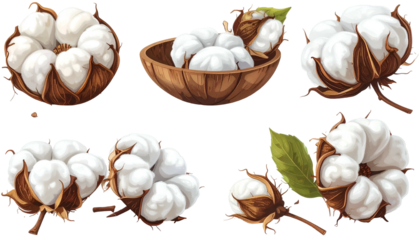Vector illustration of various cotton bolls; fluffy white fibers in wooden bowl and open blooms