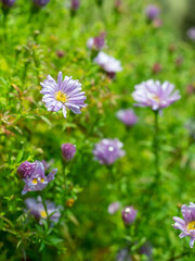 Purple flowers in a green garden