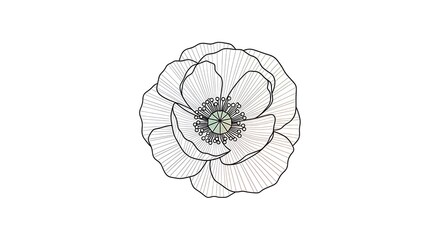 Fototapeta premium Delicate outline drawing of a blooming flower with subtle color accents