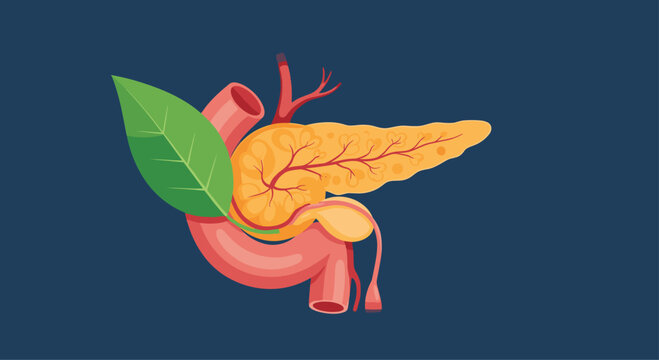 Medical illustration of the human pancreas and its surrounding organs.
