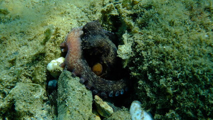 Common octopus (Octopus vulgaris) undersea, Aegean Sea, Greece, Halkidiki, Pirgos beach
