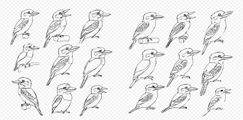 Collection of hand-drawn line art illustrations featuring various kingfisher birds in different poses.