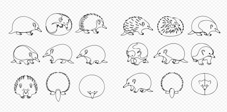 Collection of black and white outline drawings depicting echidnas from different angles and poses, including side, front, and curled views.