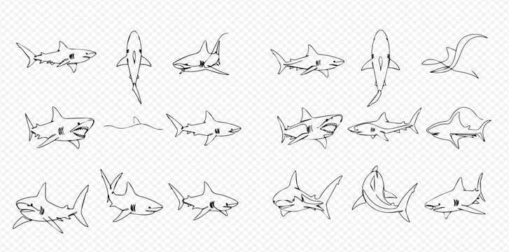 Collection of hand-drawn shark sketches from different perspectives and poses, illustrating various shark species in simple line art style.