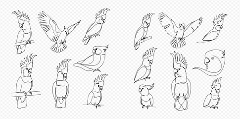 Continuous line art drawings of cockatoo birds in various poses, including flying, perching, and standing, on a transparent background. © Lunara Arts