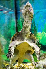 The Caiman turtle, or the biting turtle (Latin. Chelydra serpentina) standing on her paws in an aquarium against the background of the seabed. Marine life, exotic fish, subtropics, sturgeon farming.