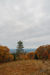 autumn landscape with trees and a lake