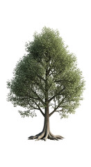 Large tree with abundant green foliage and sturdy brown trunk, isolated on black