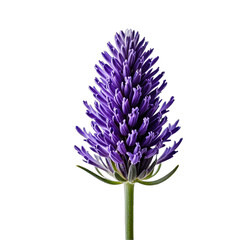 Up-close, detailed violet bloom on stem against black backdrop