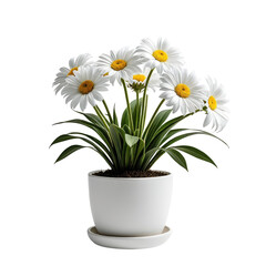 Daisy flowers in a white ceramic pot with green leaves and a black background