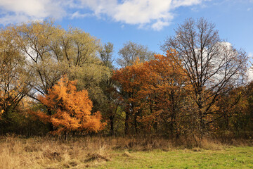 Autumn deciduous forest with trees in vibrant colors