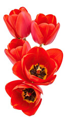 Close-up of vibrant red tulip blooms on a stark black background