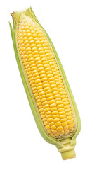 Close-up of a single ear of corn, showing kernels and green husk