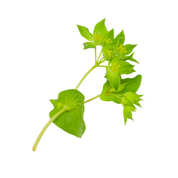 Bupleurum rotundifolium, hare's ear or hound's ear plant branch isolated