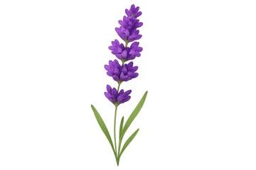 Obraz premium Lavender plant blooming, vibrant purple flower spike for aromatherapy and herbal medicine concepts on transparent background