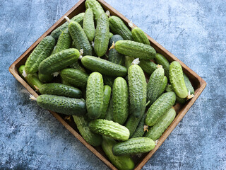 Fresh cucumbers in wooden box
