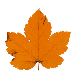 maple leaf isolated on white