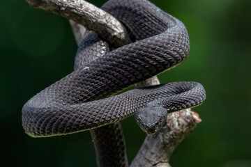 Sumatran pit viper on a branch, Trimeresurus purpureomaculatus, Beautiful close up of a Shore pit viper