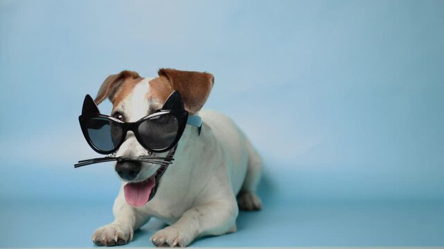 A cute Jack Russell Terrier dog wearing a funny cat glasses with whiskers. Halloween concept.
