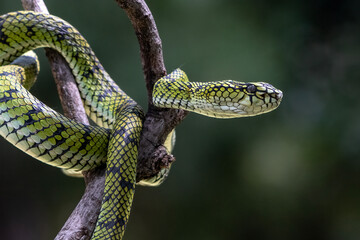 Sumatran pit viper on a branch, Trimeresurus sumatranus, Beautiful close up of a Trimeresurus sumatranus