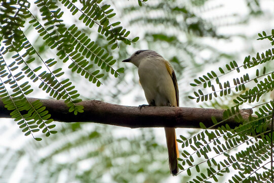 Fototapeta Samll minivet female on a tree branch, close up of a small minivet bird