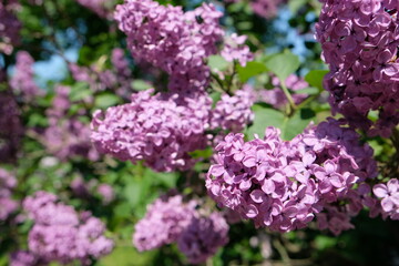 lilac flowers on a branch close-up