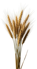 Close-up of golden wheat stalks isolated against a stark black background