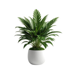 Lush green leafy plant in a simple white ceramic pot against a black background