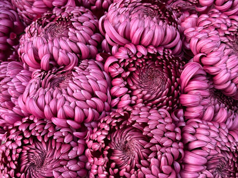 Chrysanthemum beautiful purple flowers bouquet 