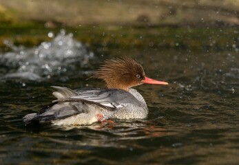 Scaly-sided merganser