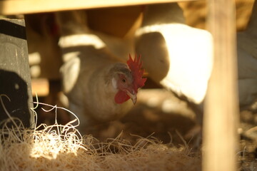 A white hen sits snugly in a rustic wooden nesting box, keeping her eggs warm in a peaceful farm setting, capturing the beauty of nature and motherhood © Juli