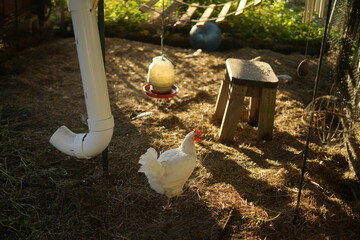 A sustainable‑backyard chicken coop setup featuring domestic hens inside a well‑designed enclosure, a clear‑water drinker, feeder and enrichment toys (e.g., hanging wooden blocks and swing‑type items)