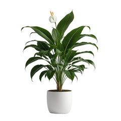 Lush green Spathiphyllum plant with white flower in a white pot, black background