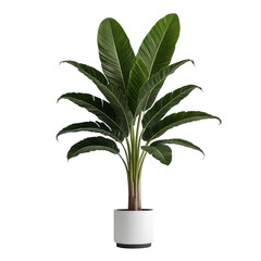 A lush, vibrant banana plant in a white pot, against a black background