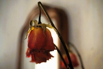 Drei orange-rote vertrocknete Rosen in Vase vor Wandspiegel mit braunem Holzrahmen in Raum 