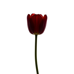 Single dark red tulip backlit on white background single flower