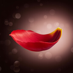 Red Tulip Petal Floating Against Soft Bokeh Background