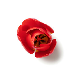 Top view of a red tulip flower with yellow accents