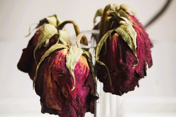 Dekoration mit roten vertrockneten hängenden roten Rosenblüten