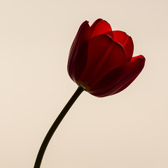 Single red tulip backlit against pale background flower