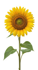 Close-up of a vibrant sunflower, green stem, and leaves against a black background
