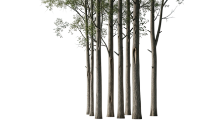 A cluster of tall, slender trees with pale bark and sparse foliage
