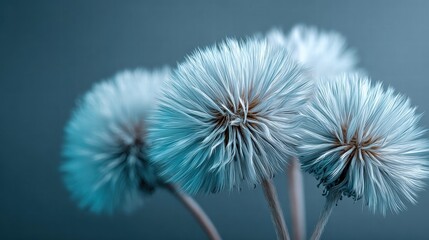 Fototapeta premium Close-up of fluffy, blue-toned dandelion seed heads against a soft background.