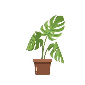 Looped animation of a Monstera deliciosa plant with gently swaying leaves, perfect for adding a touch of nature to any digital project. Simple, minimalistic design on a transparent background.