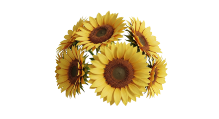 Close-up of yellow sunflowers in a circular arrangement, isolated on black