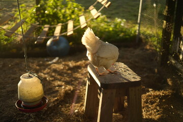 Horizontal photo of a white chicken standing in its enclosure with nesting boxes and feeding areas, portraying chickens as modern backyard pets and companion animals © Juli