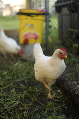 Close-Up of White Chickens Walking on Hay at Organic Farm. Perfect for themes related to eco-friendly farming, backyard poultry, and organic food production.